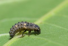 Coccinella hieroglyphica larva by Gilles San Martin from Namur, Belgium. Used under a CC BY-SA 2.0 license.