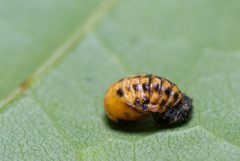 Coccinella hieroglyphica pupa by Gilles San Martin from Namur, Belgium. Used under a CC BY-SA 2.0 license.