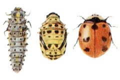 Coccinella novemnotata 1 by Frank E. Lutz. Used under a Public domain license.
