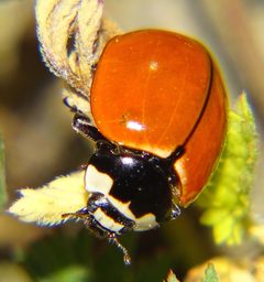 Coccinella novemnotata 3097855 by Jesse Rorabaugh. Used under a CC0 license.