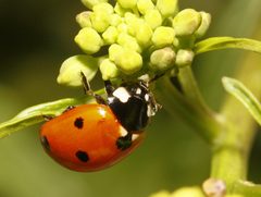 Coccinella septempunctata Fort Worth by Rod Haley. Used under a CC BY-SA 2.0 license.