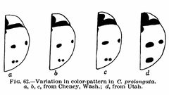 Coccinella prolongata by Carnegie Institution of Washington. Used under a Public domain license.