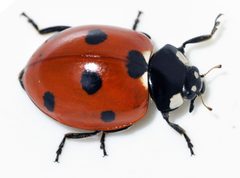 Coccinella-septempunctata-15-fws by Francisco Welter-Schultes. Used under a CC0 license.