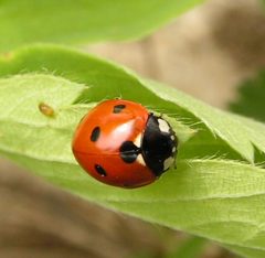 Coccinella septempunctata detail by wikipedia. Used under a CC BY-SA 3.0 license.