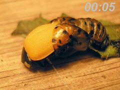 Coccinella septempunctata emerging from pupa1 by Coccinella_septempunctata_emerging_from_pupa.jpg: Pudding4brains
derivative work: B kimmel (talk). Used under a Public domain license.