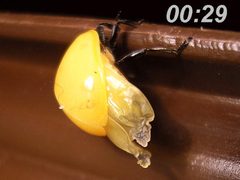 Coccinella septempunctata emerging from pupa2 by Coccinella_septempunctata_emerging_from_pupa.jpg: Pudding4brains
derivative work: B kimmel (talk). Used under a Public domain license.
