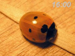 Coccinella septempunctata emerging from pupa4 by Coccinella_septempunctata_emerging_from_pupa.jpg: Pudding4brains
derivative work: B kimmel (talk). Used under a Public domain license.