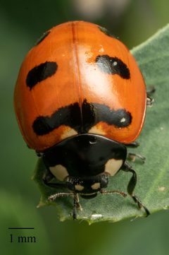 Coccinella transversoguttata by Jesse Rorabaugh. Used under a CC0 license.