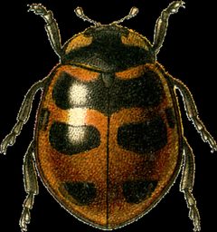 Jacobson coccinella transversoguttata by Georgiy Jacobson. Used under a Public domain license.
