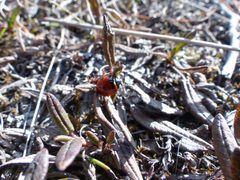 Transverse Lady Beetle imported from iNaturalist photo 3772262 on 31 December 2023 by no rights reserved. Used under a CC0 license.