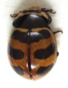 Coccinella trifasciata by Matti Virtala. Used under a Copyrighted free use license.