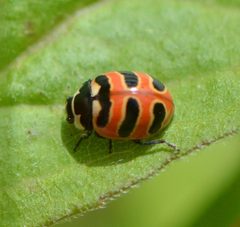 Coccinella trifasciata 293886989 by Bex Goreham. Used under a CC BY 4.0 license.