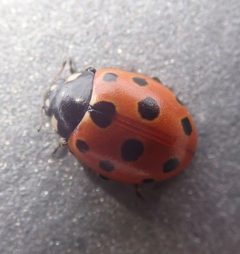 Coccinella undecimpunctata 162422994 by agujaceratops. Used under a CC BY 4.0 license.