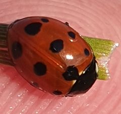 Coccinella undecimpunctata 170758724 by Peter Hancock. Used under a CC BY 4.0 license.