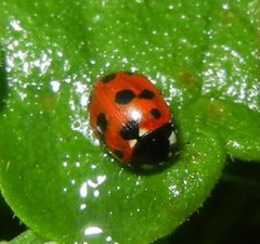 Coccinella undecimpunctata 179060826 by Jon Mortin. Used under a CC BY 4.0 license.