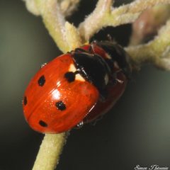 Coccinella undecimpunctata undecimpunctata in copula by Simon Thevenin. Used under a CC BY-SA 4.0 license.