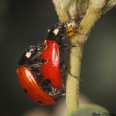 Coccinella undecimpunctata undecimpunctata in copula profil by Simon Thevenin. Used under a CC BY-SA 4.0 license.