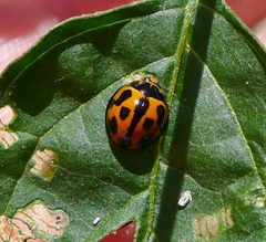 Coelophora inaequalis. Variable Ladybird Beetle. Coccinellidae - Flickr - gailhampshire by gailhampshire from Cradley, Malvern, U.K. Used under a CC BY 2.0 license.