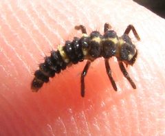 Coleomegilla maculata lengi by Beatriz Moisset. Used under a CC BY-SA 4.0 license.