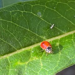 Cycloneda polita on Asclepias leaf by Jengod. Used under a CC BY-SA 4.0 license.