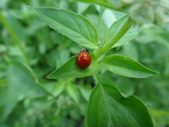 Cycloneda sanguinea by Renaudsechet. Used under a CC BY-SA 3.0 license.