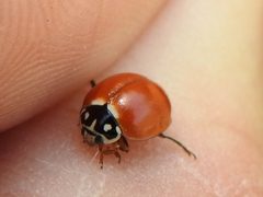 Cycloneda sanguinea 186993358 by Sam Kieschnick. Used under a CC BY 4.0 license.
