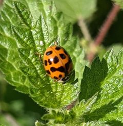 Harmonia axyridis 155308645 by cricocosmia. Used under a CC0 license.