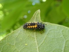 Harmonia axyridis larva Monza by Syrio. Used under a CC BY-SA 4.0 license.