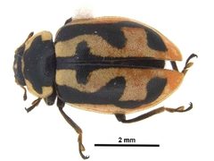 Hippodamia americana by CBG Photography Group, Centre for Biodiversity Genomics. Used under a CC BY 3.0 license.