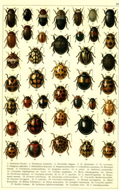 Georgiy Jacobson - Beetles Russia and Western Europe - plate 25 by see in description. Used under a Public domain license.