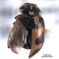 Hippodamia apicalis by CNC/BIO Photography Group, Centre for Biodiversity Genomics. Used under a CC BY 3.0 license.