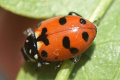Hippodamia caseyi 327049693 by Thompson Hyggen. Used under a CC0 license.