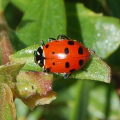 Hippodamia convergens-1 by Eugene Zelenko. Used under a CC BY-SA 4.0 license.