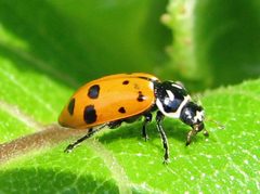 Hippodamia convergens by Jacy Lucier. Used under a CC BY-SA 4.0 license.