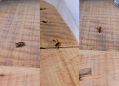 Hippodamia convergens 000000300122DHGTMX7 by Juan Carlos Fonseca Mata. Used under a CC BY-SA 4.0 license.