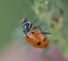 Hippodamia convergens P1100380a by 
xpda. Used under a CC BY-SA 4.0 license.