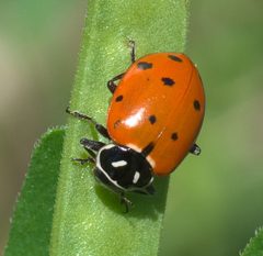 Hippodamia convergens P1190651b by
xpda. Used under a CC BY-SA 4.0 license.