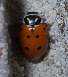 Hippodamia convergens P1590869a by
xpda. Used under a CC BY-SA 4.0 license.
