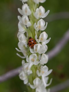 Hippodamia convergens on platanthera dilatata leuco by Franco Folini. Used under a CC BY-SA 2.0 license.