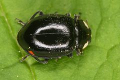 Hippodamia moesta moesta 212922554 by Chloe and Trevor Van Loon. Used under a CC BY 4.0 license.