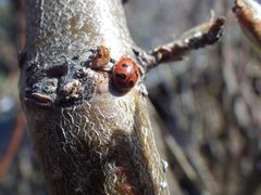 Hippodamia parenthesis type of ladybug by John Zdralek. Used under a CC BY-SA 4.0 license.