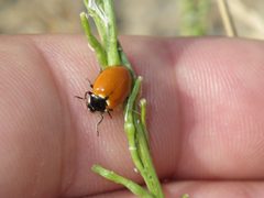 Hippodamia quinquesignata ambigua by iNaturalist user: dominic. Used under a CC BY 4.0 license.