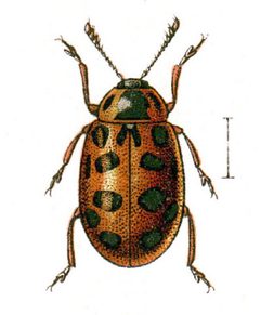 Hippodamia.tredecimpunctata.jacobs24 by wikipedia. Used under a Public domain license.