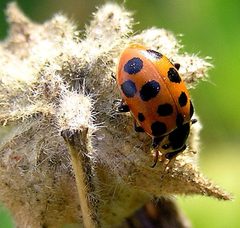 Hippodamia tredecimpunctata 02 by Teppo Mutanen. Used under a Copyrighted free use license.