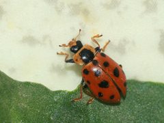 Hippodamia tredecimpunctata Enka by Alciphron-Enka. Used under a CC BY-SA 4.0 license.