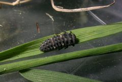 Hippodamia tredecimpunctata larva by Gilles San Martin from Namur, Belgium. Used under a CC BY-SA 2.0 license.