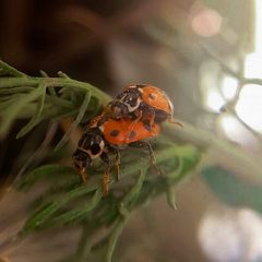 Foto de Hippodamia Variegata by CecienFrasca. Used under a CC BY-SA 4.0 license.