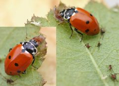 Hippodamia variegata01 by wikipedia. Used under a Attribution license.