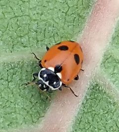 Hippodamia variegata 1 by Jacy Lucier. Used under a CC BY-SA 4.0 license.