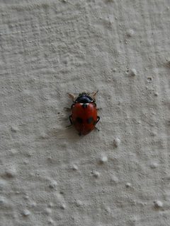 Hippodamia variegata Pianizza 01 by Syrio. Used under a CC BY-SA 4.0 license.